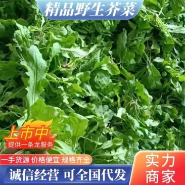 【精】江苏东台新鲜野生荠菜产地现挖确保新鲜大量供应