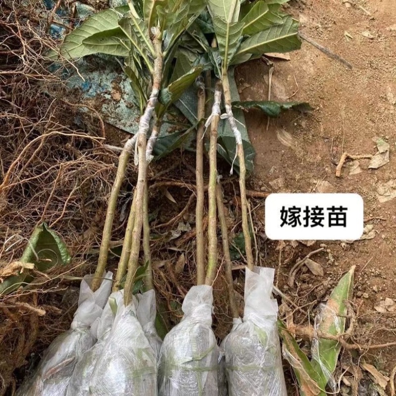 枇杷树苗无核沙糖枇杷果树苗南北方可种植