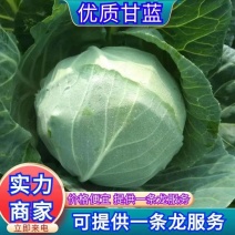精品甘蓝圆包菜一手货源质量保证全国各地发货协助找车