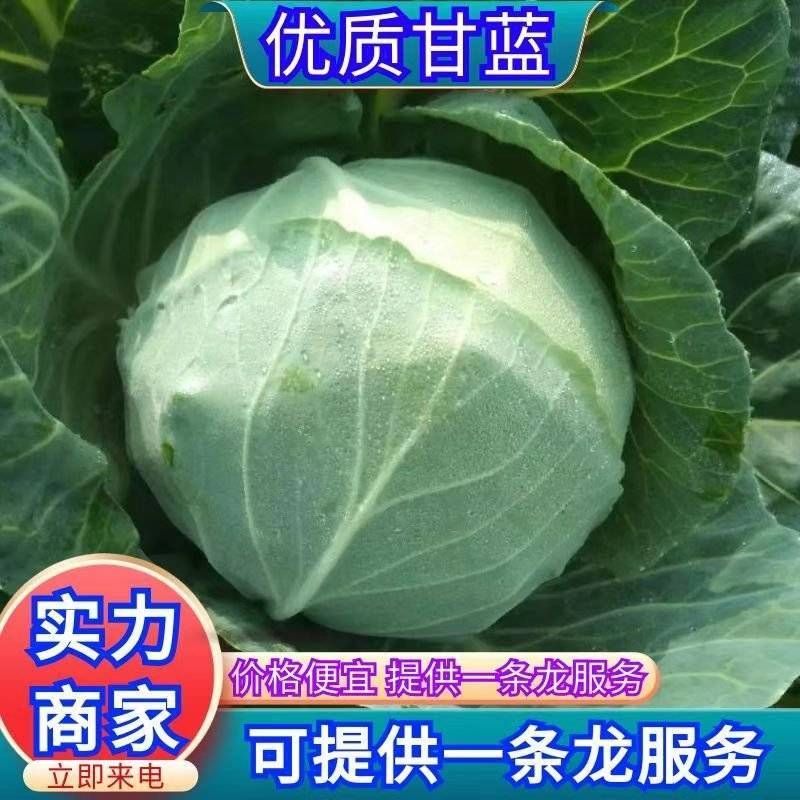 精品甘蓝圆包菜一手货源质量保证全国各地发货协助找车