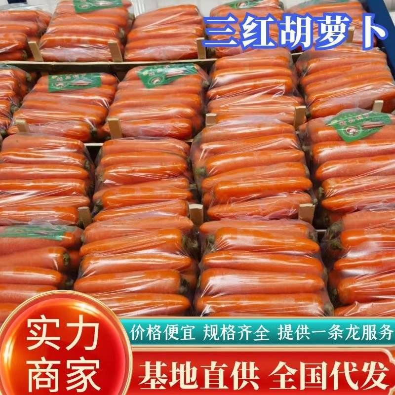 【精选】江苏省东台市胡萝卜产地大量供应电商超市