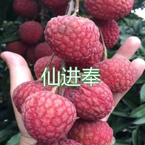 荔枝树苗冰荔枝仙进奉荔枝树苗，无核荔枝，皮薄肉厚核小