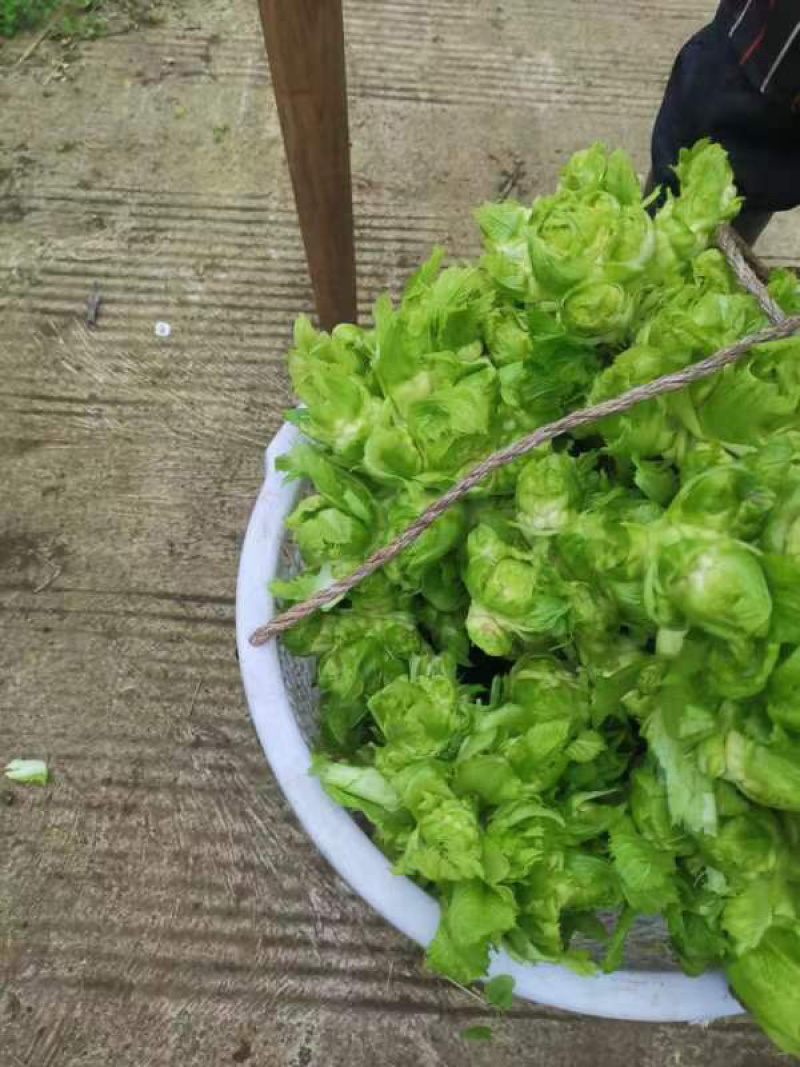 基地儿菜，还有两车货，现在货已售完