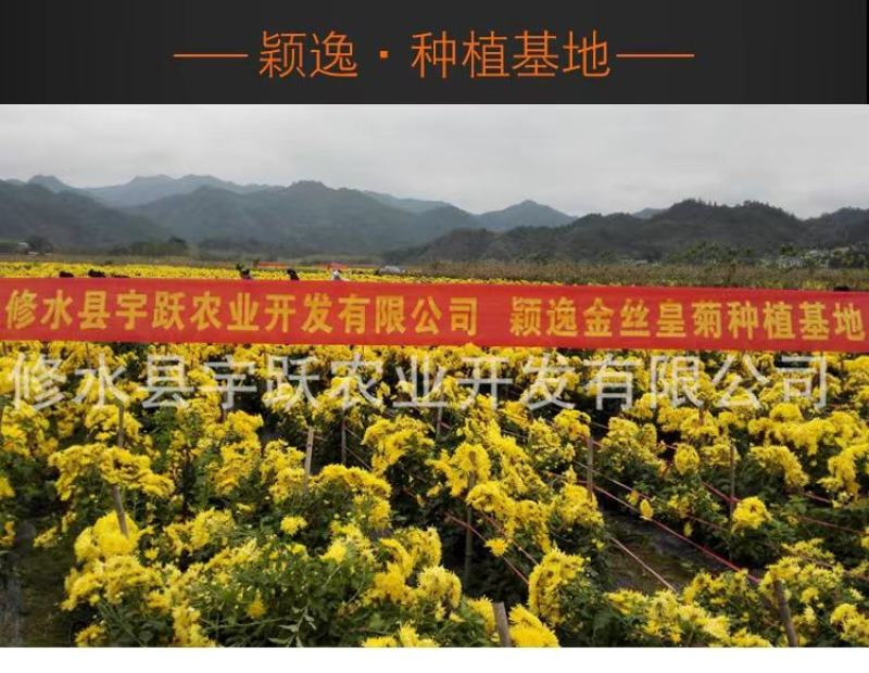 【牛商优选】金丝皇菊花茶100朵简装去火菊花茶量大从优