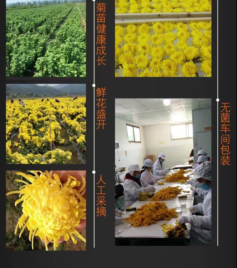 【牛商优选】修水菊花茶金丝皇菊茶大量上市资质齐全量大从优