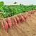 红薯专用肥膨果增产生根壮苗提早上市增甜着色