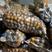 毛芋头8520面包高产优质芋头，全国物流发货回收芋头