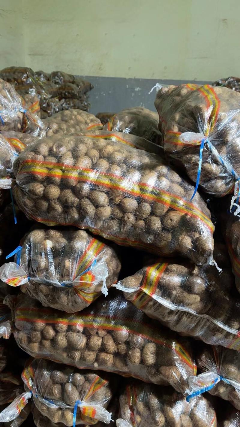 毛芋头8520面包高产优质芋头，全国物流发货回收芋头