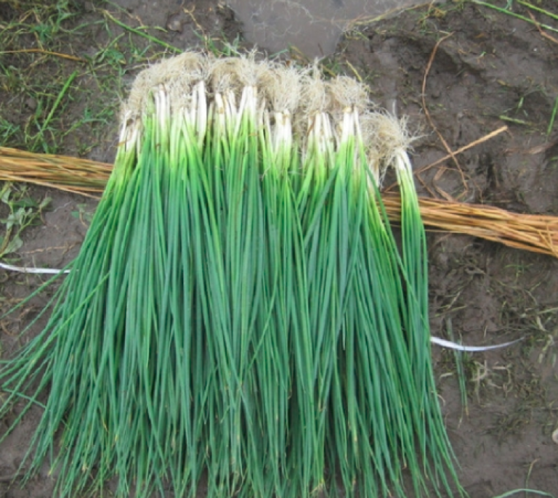 野胡葱，贵州大山里的野胡葱，苦蒜，量大从优