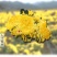 【原产地直发】大量出售优质金丝皇菊菊花苗成活率高提供指导