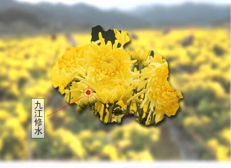 【原产地直发】大量出售优质金丝皇菊菊花苗成活率高提供指导
