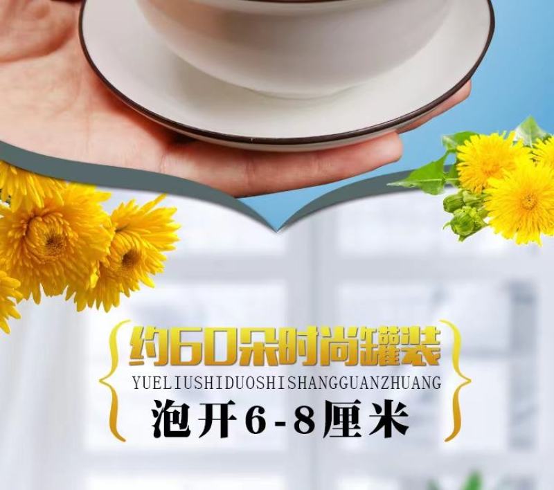 【原产地直发】大量出售优质金丝皇菊菊花苗成活率高提供指导