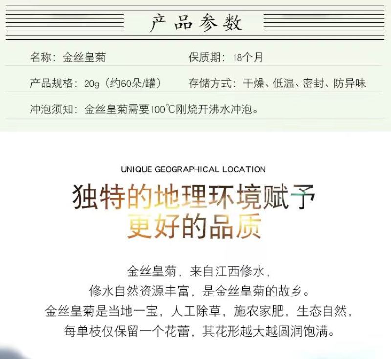 【原产地直发】大量出售优质金丝皇菊菊花苗成活率高提供指导