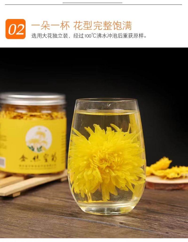 【原产地直发】大量出售优质金丝皇菊菊花苗成活率高提供指导