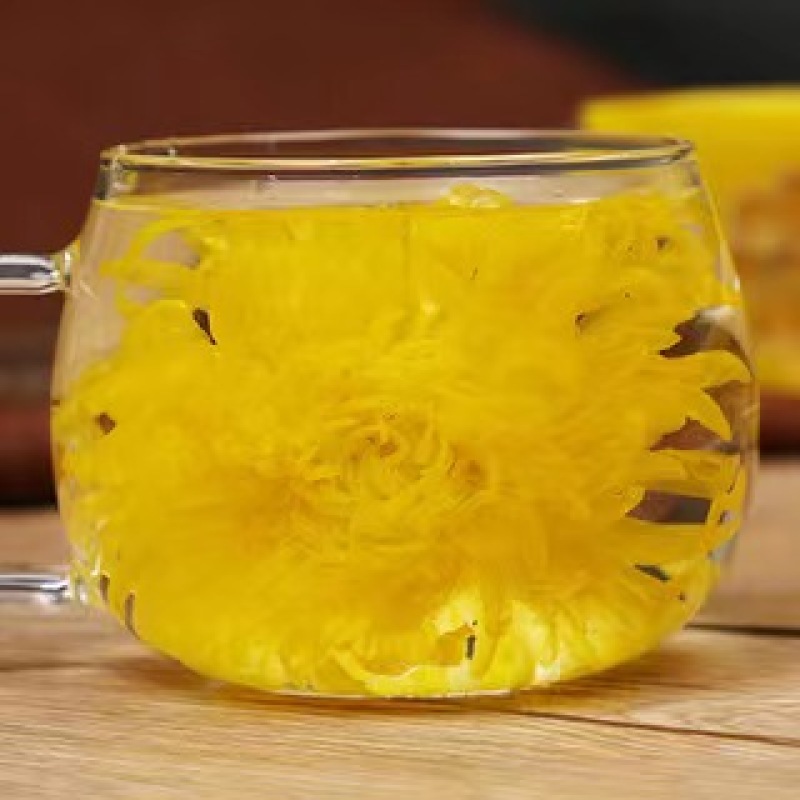 【原产地直发】大量出售优质金丝皇菊菊花苗成活率高提供指导