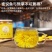 【原产地直发】大量出售优质金丝皇菊菊花苗成活率高提供指导