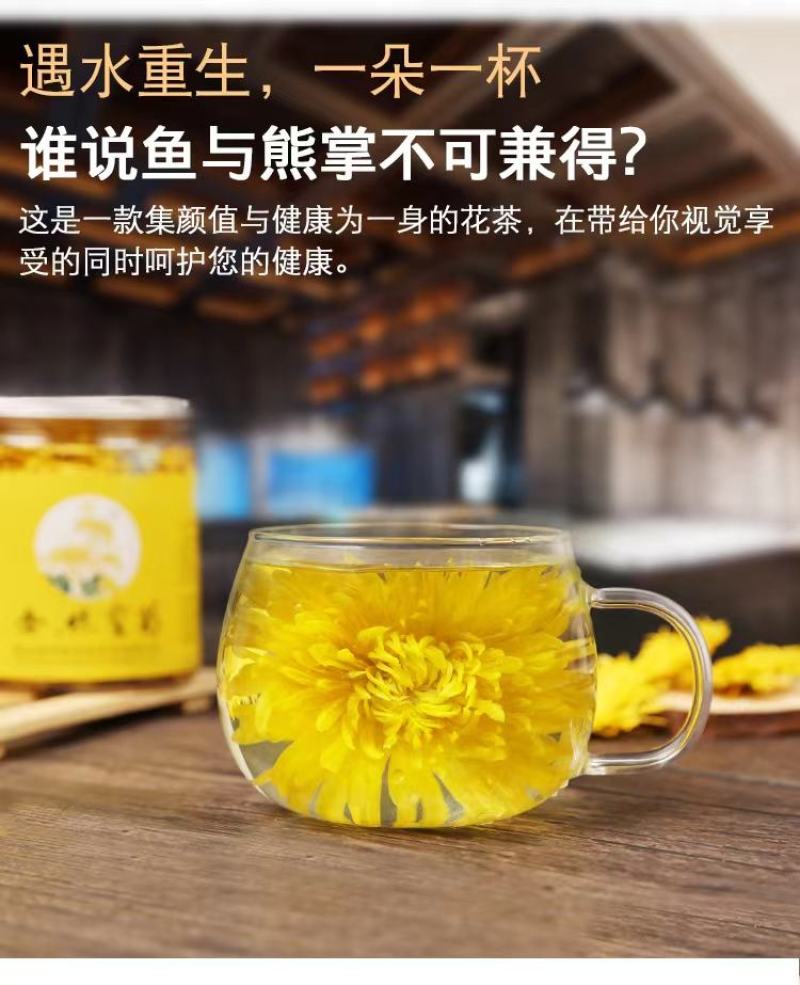 【原产地直发】大量出售优质金丝皇菊菊花苗成活率高提供指导