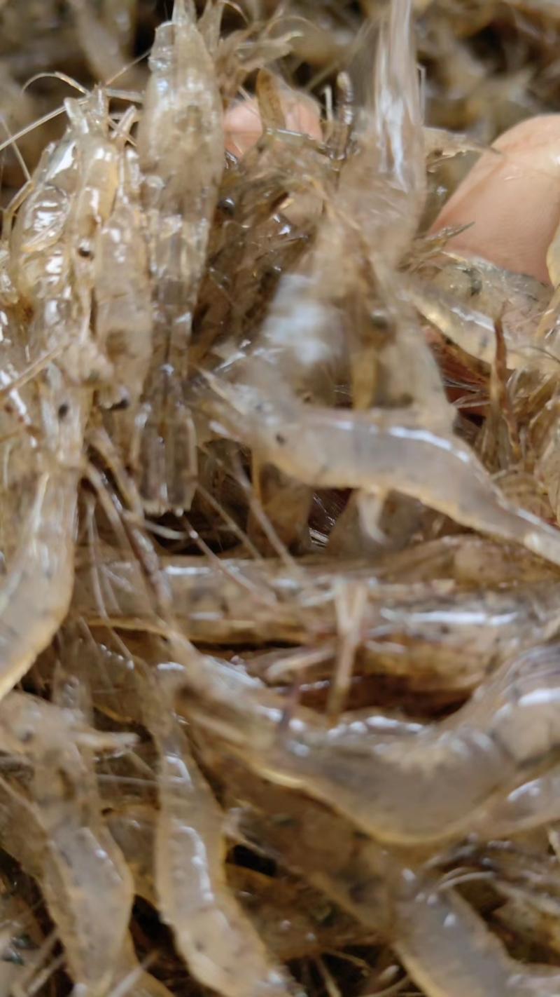 自家养殖的清水小河虾品质保证欢迎批发购买！！