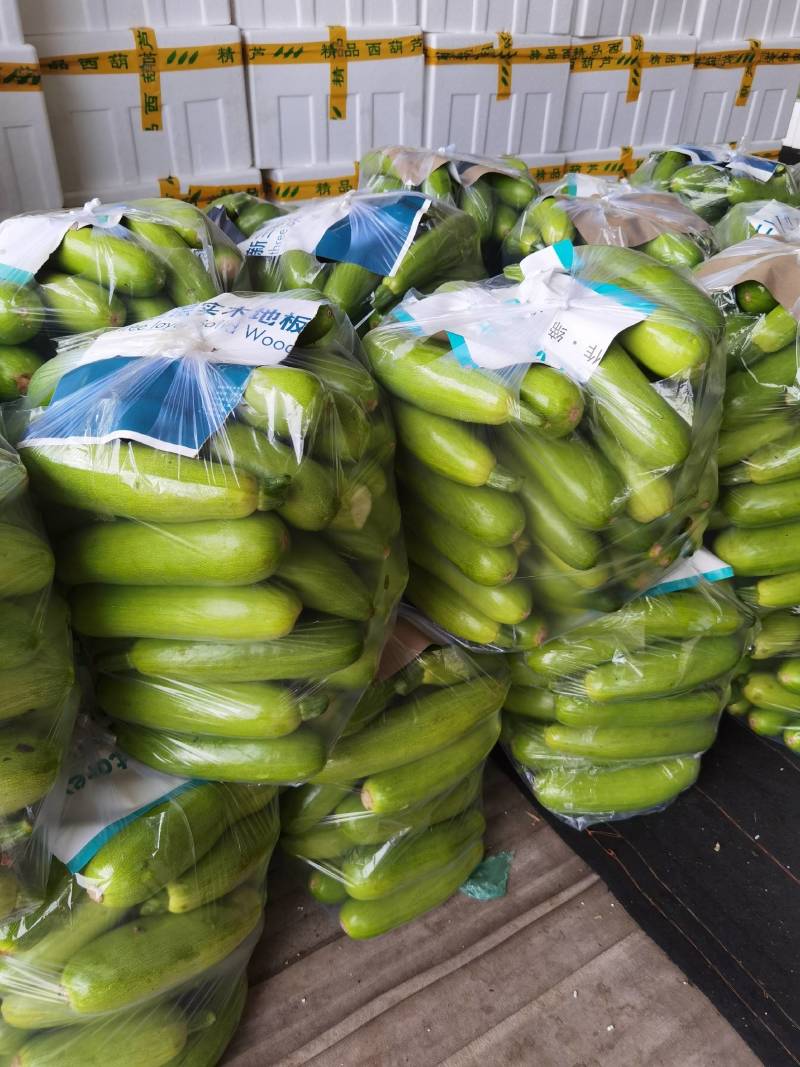 【实力】绿皮西葫芦现已大量上市，大量接单发全国各地