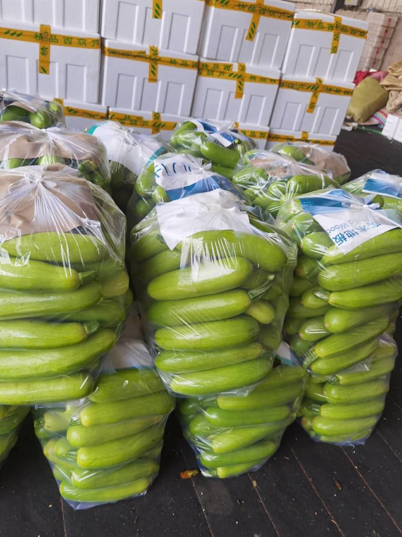 【实力】绿皮西葫芦现已大量上市，大量接单发全国各地