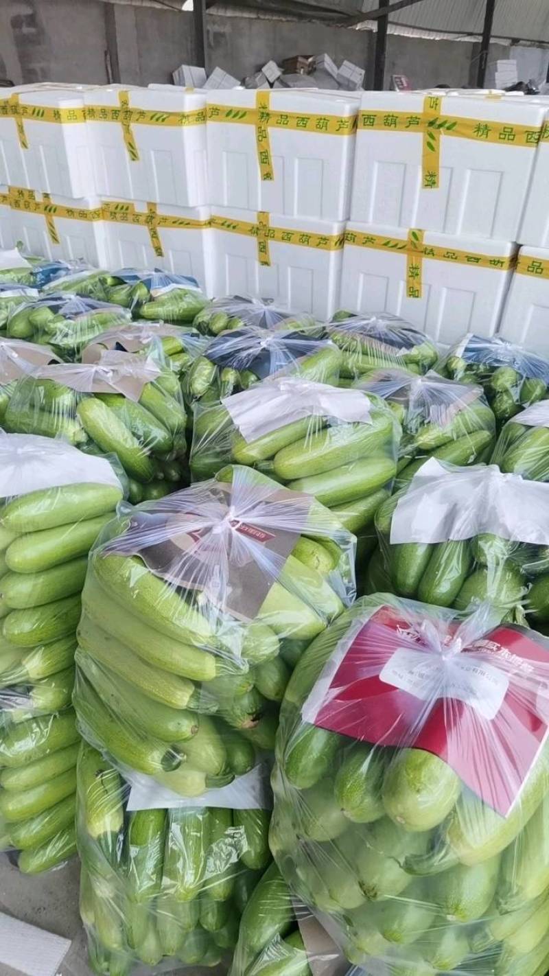 【实力】绿皮西葫芦现已大量上市，大量接单发全国各地