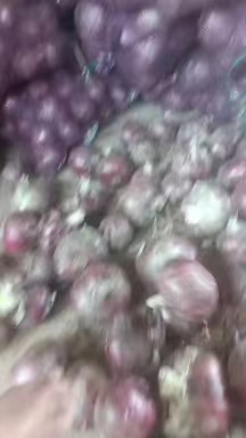 【精品洋葱】开封通许县，洋葱大量供应中，欢迎老板来电咨询