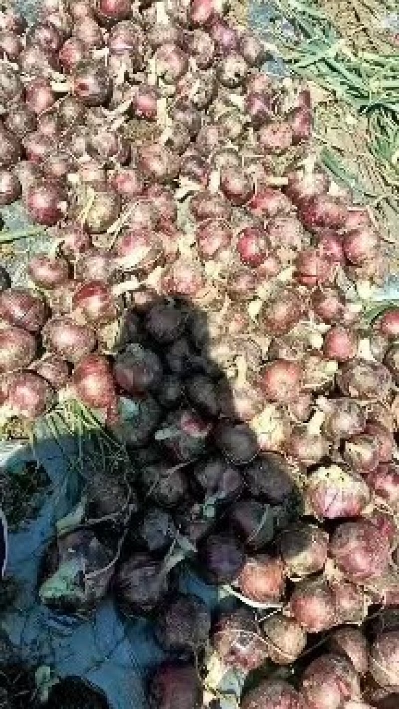 【精品洋葱】开封通许县，洋葱大量供应中，欢迎老板来电咨询