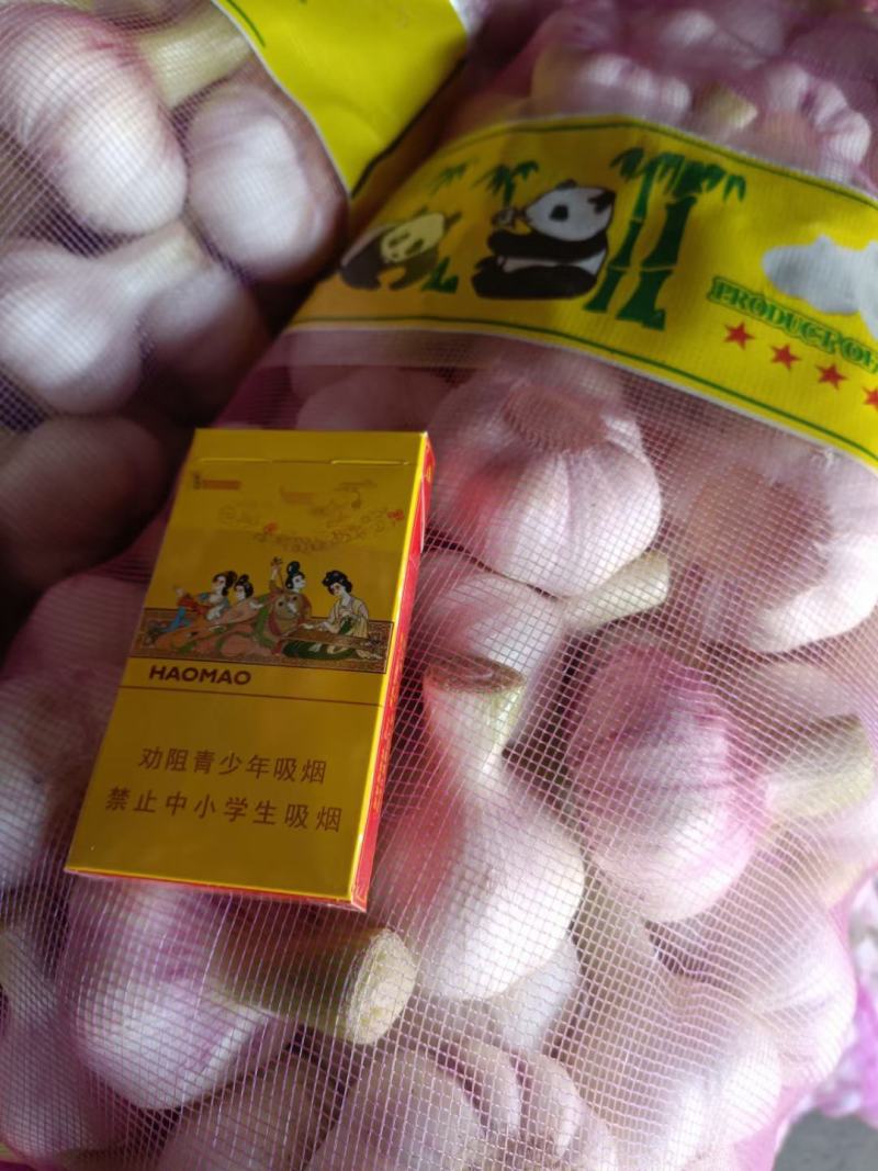 【精品鲜蒜】扒皮鲜蒜紫皮蒜大量上市一手货源欢迎采购