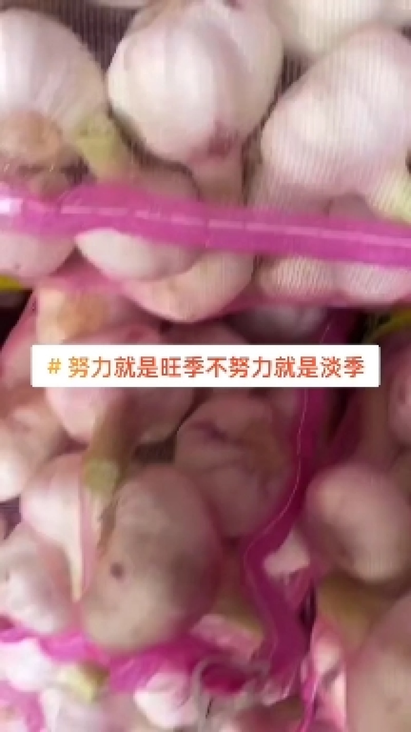 【精品鲜蒜】扒皮鲜蒜紫皮蒜大量上市一手货源欢迎采购