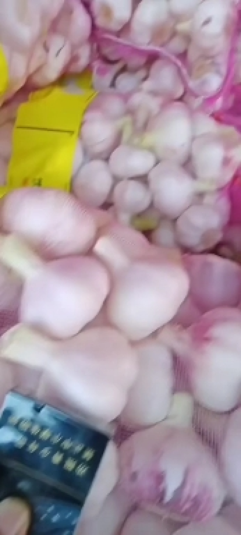 【精品鲜蒜】扒皮鲜蒜紫皮蒜大量上市一手货源欢迎采购