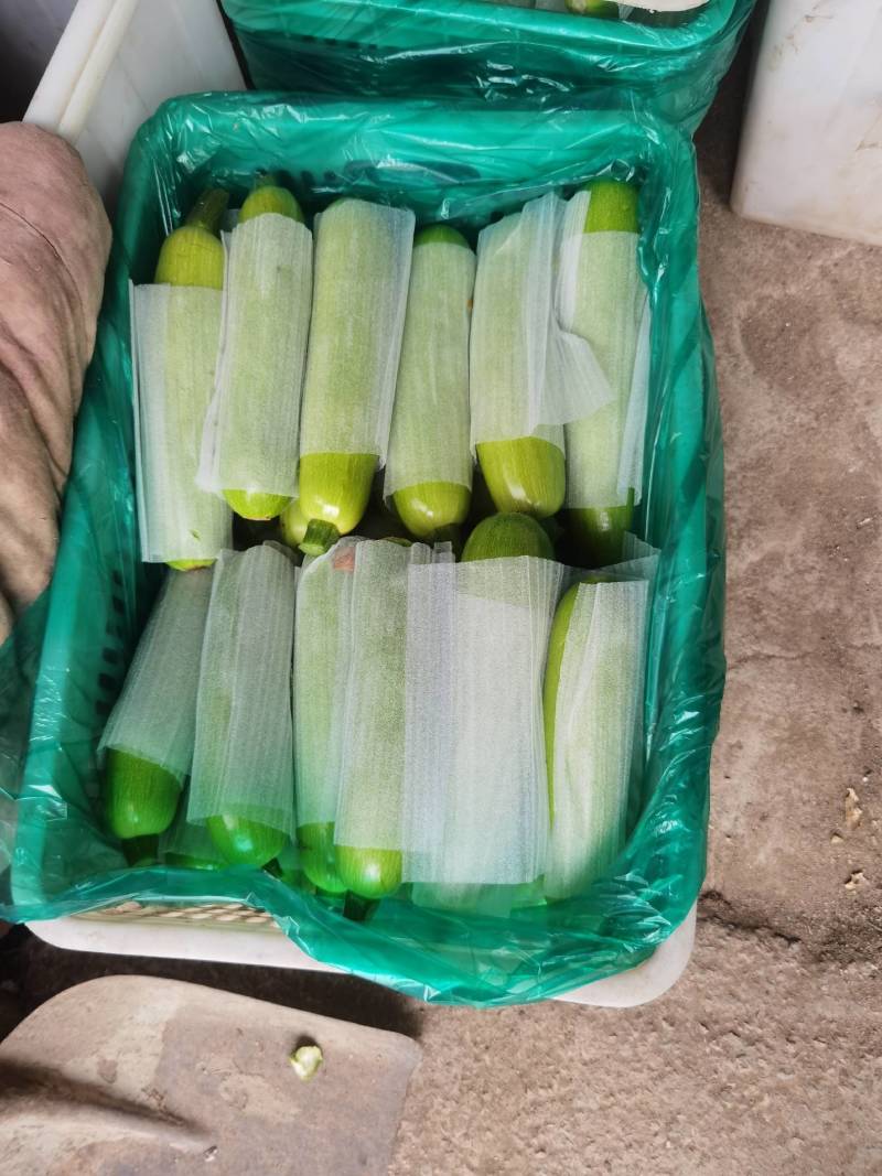 费县绿皮西葫芦现已大量上市，瓜条均匀，颜色绿