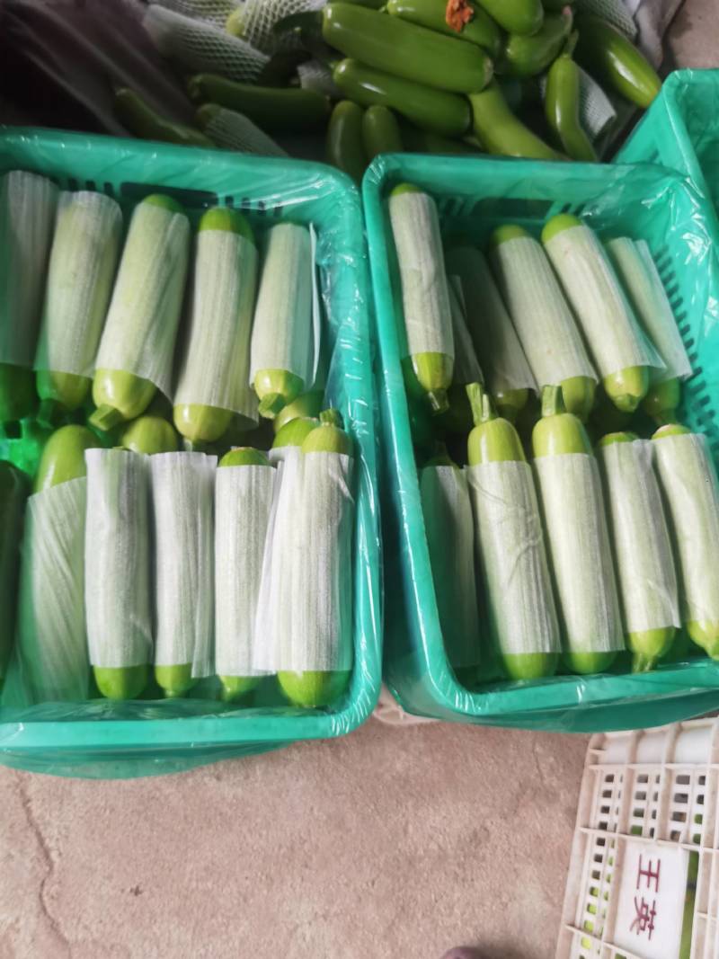 费县绿皮西葫芦现已大量上市，瓜条均匀，颜色绿
