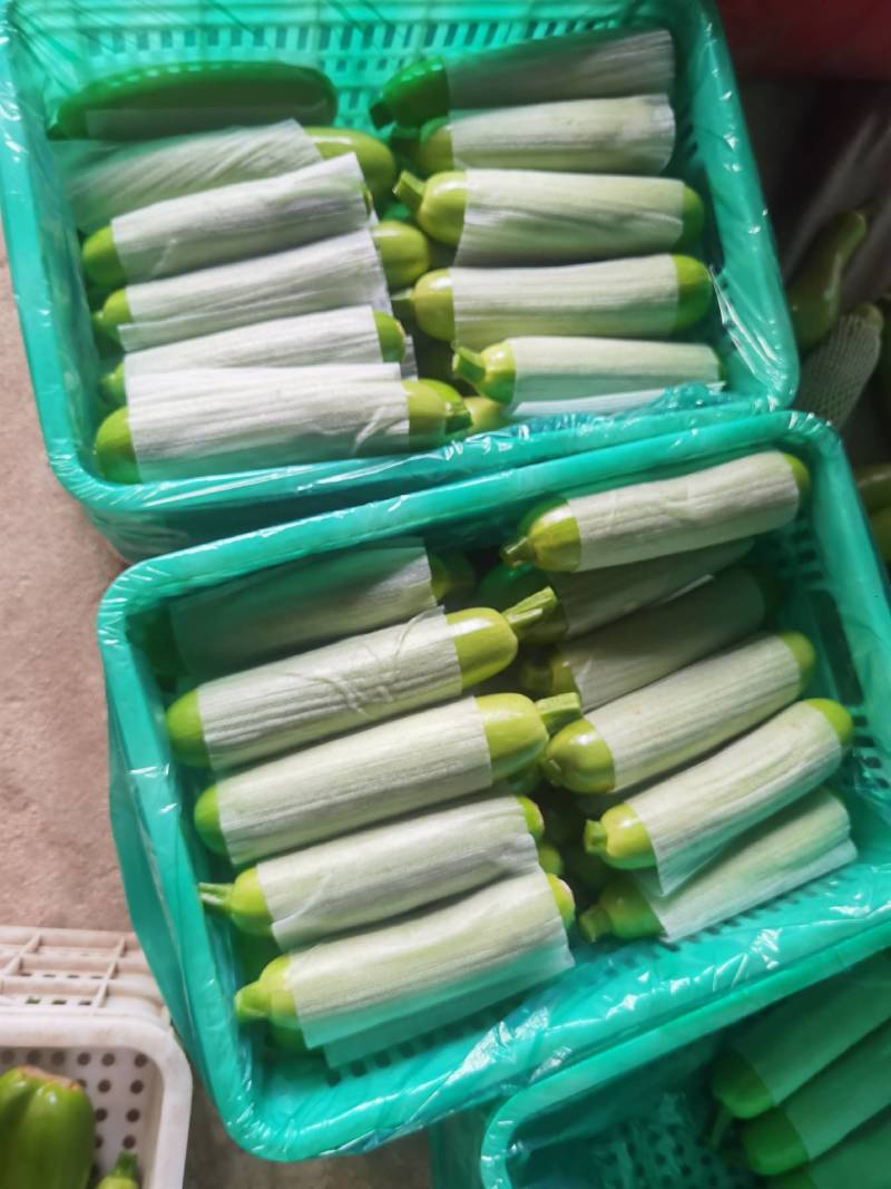 费县绿皮西葫芦现已大量上市，瓜条均匀，颜色绿