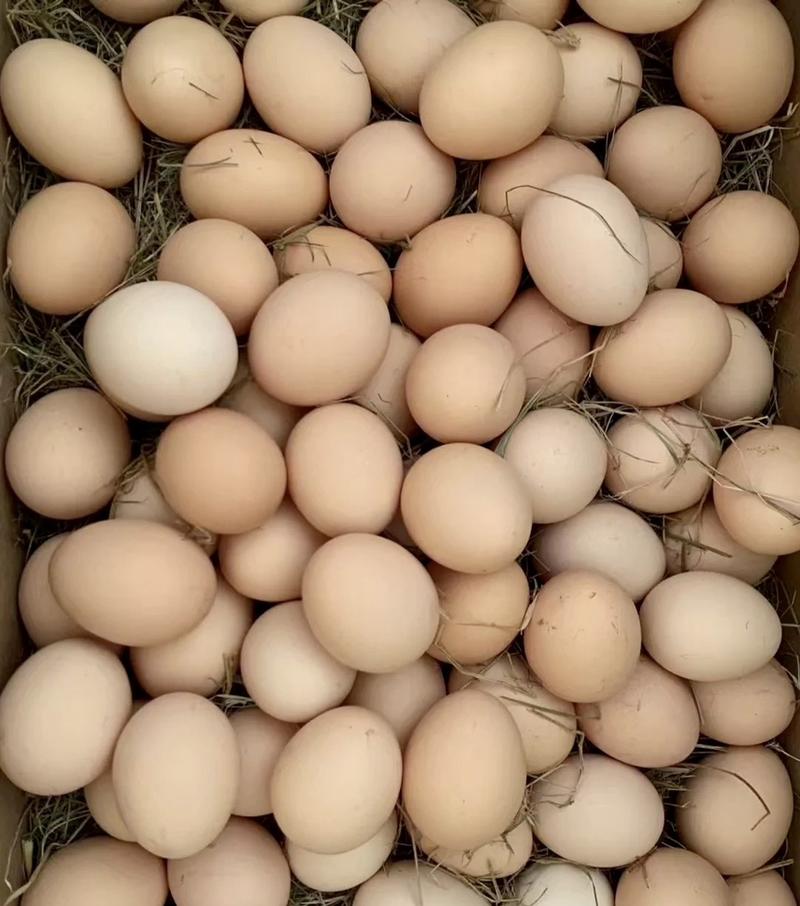 【精品】大中小码土鸡蛋笨鸡蛋色泽金黄粉蛋罗曼海兰灰