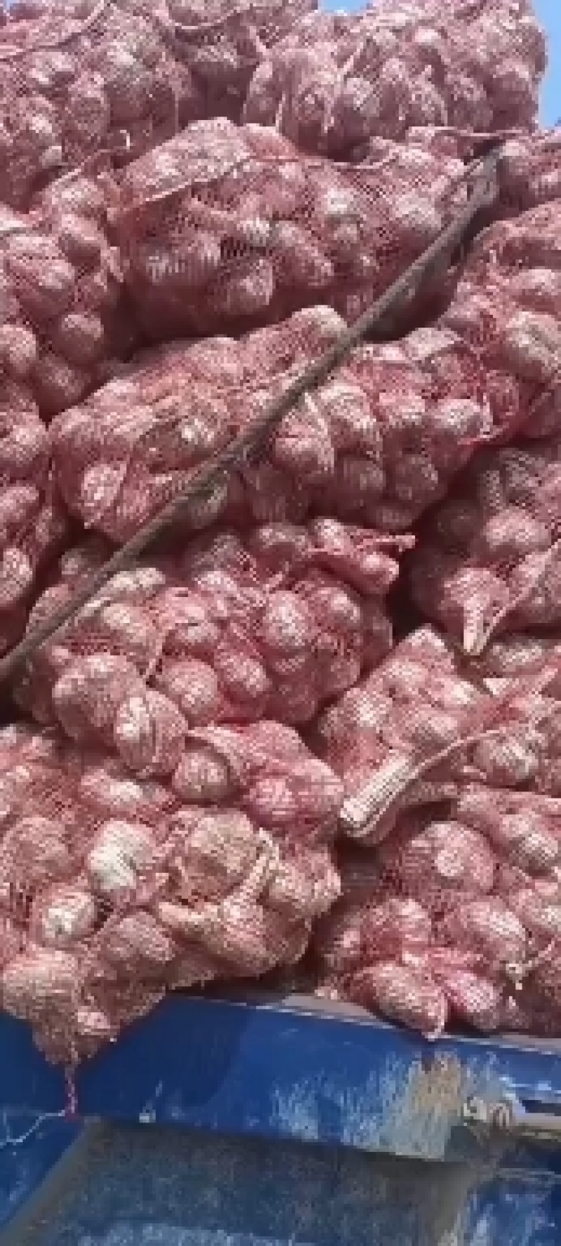 江苏徐州新蒜鲜蒜泥蒜大量上市产地直供代办代发全国