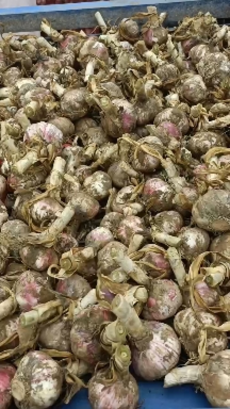 江苏徐州新蒜鲜蒜泥蒜大量上市产地直供代办代发全国