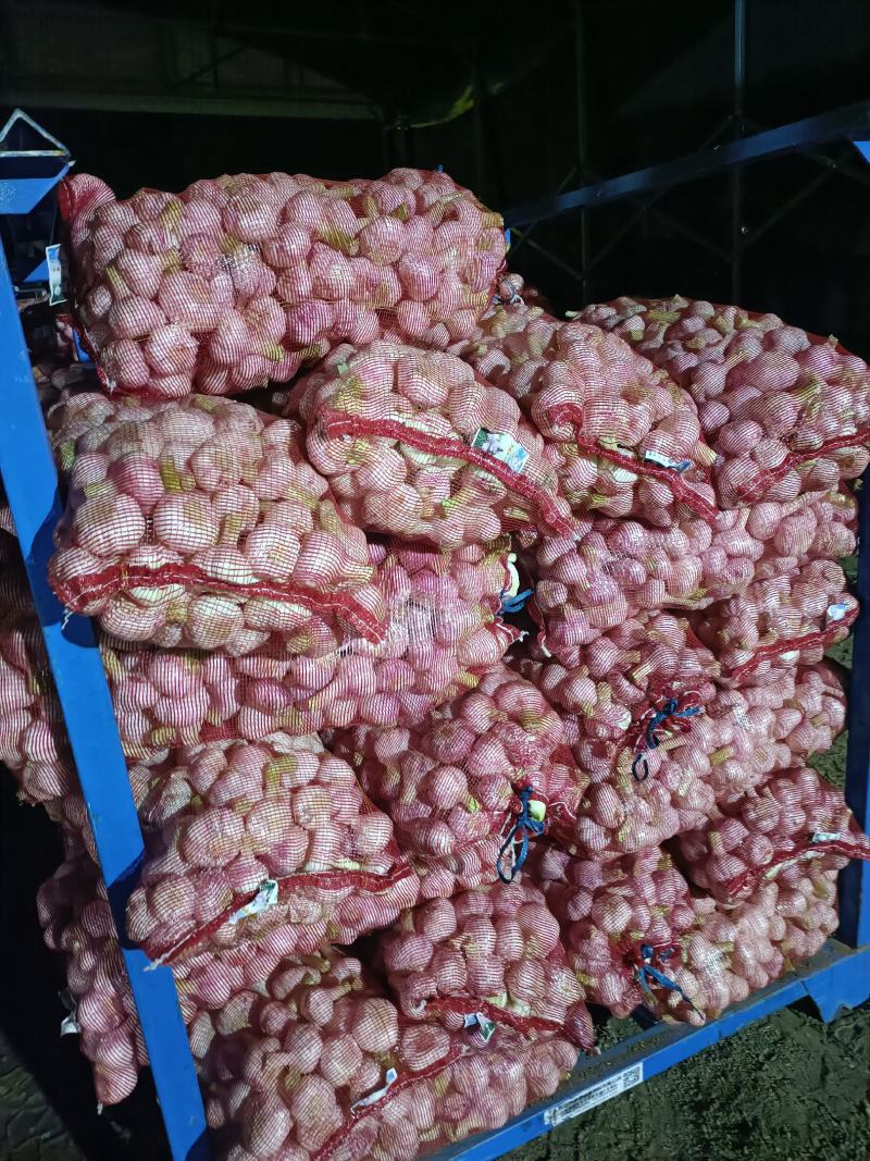 江苏徐州新蒜鲜蒜泥蒜大量上市产地直供代办代发全国