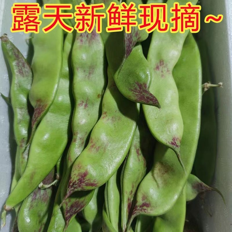 油豆角现摘现发新鲜货源欢迎电话联系