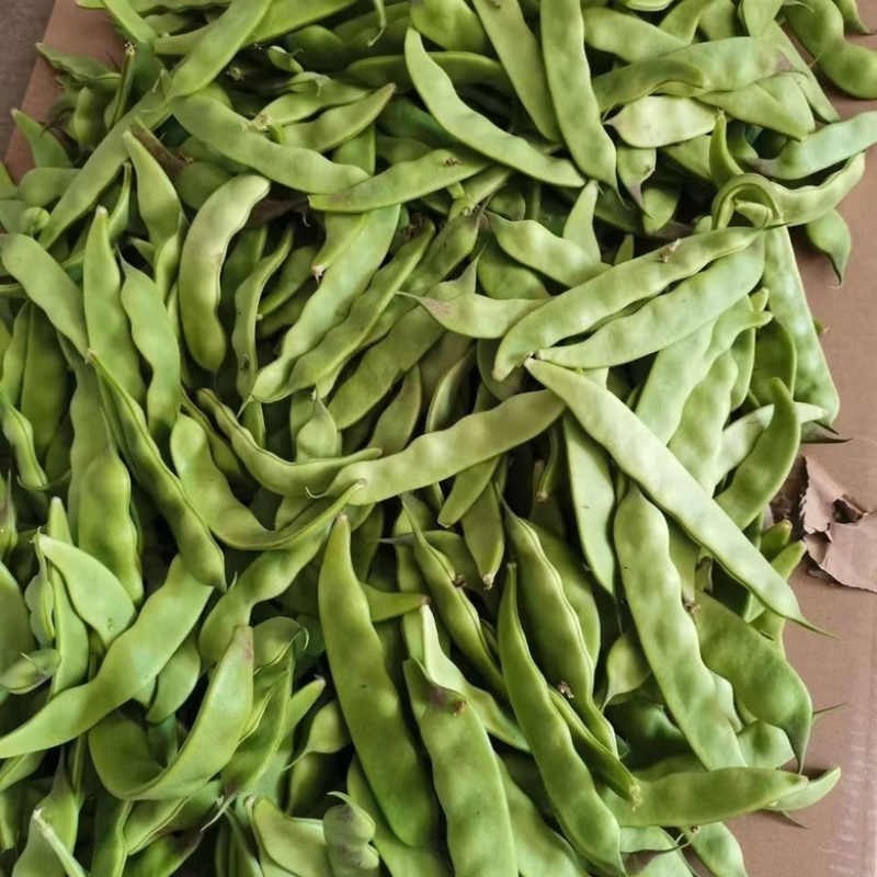 油豆角现摘现发新鲜货源欢迎电话联系