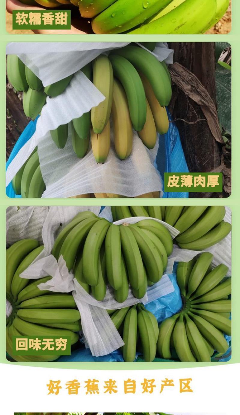 香蕉一件代发云南高原丑香蕉香甜软糯