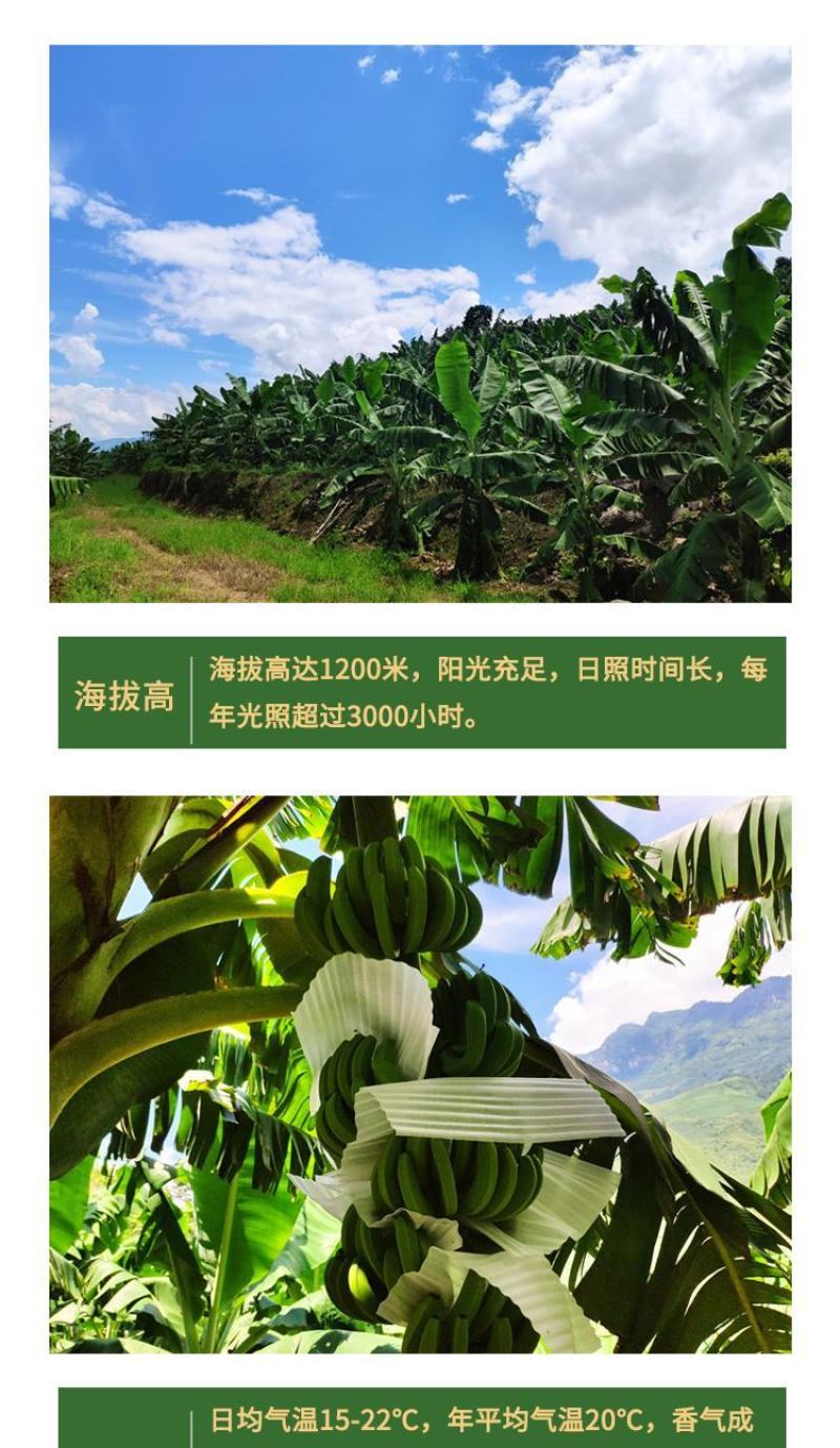 香蕉一件代发云南高原丑香蕉香甜软糯