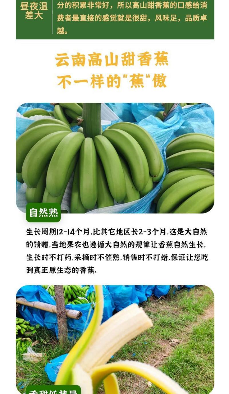 香蕉一件代发云南高原丑香蕉香甜软糯