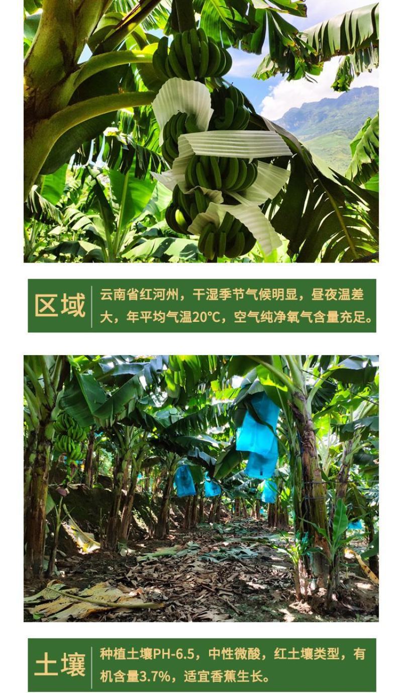 香蕉一件代发云南高原丑香蕉香甜软糯
