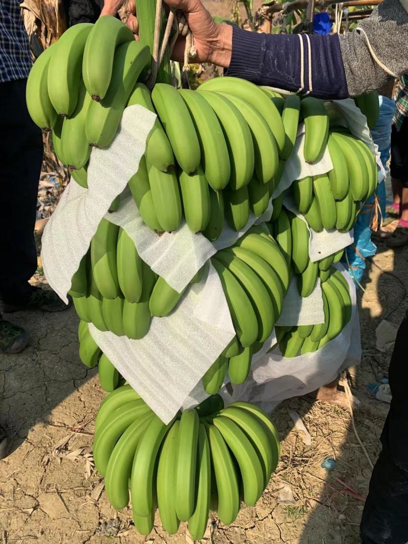 香蕉一件代发云南高原丑香蕉香甜软糯