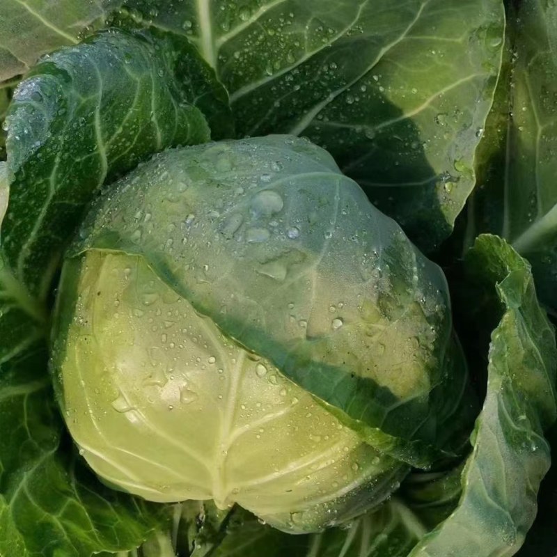 甘蓝，量大，颜色绿，个头大小均匀，菜宣。