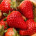 精品皖北红颜草莓，保质保量，口感好，甜口，欢迎老板合作
