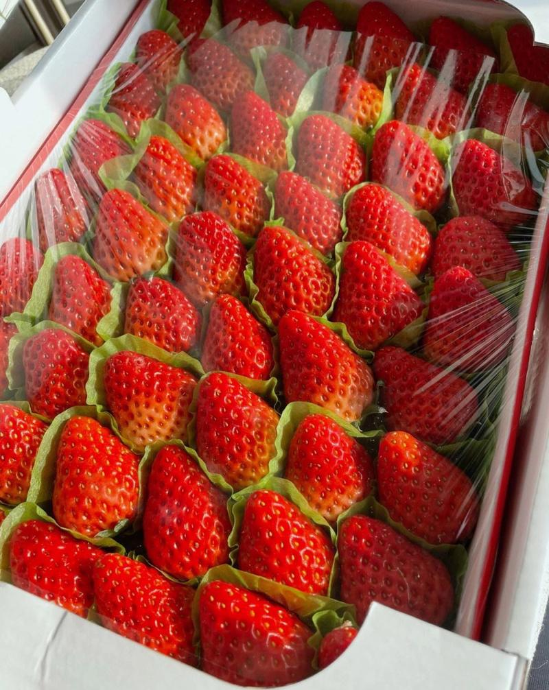 精品皖北红颜草莓，保质保量，口感好，甜口，欢迎老板合作