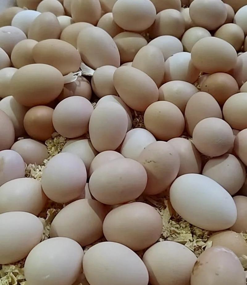鸡蛋/土鸡蛋/黄色土鸡蛋/鲜鸡蛋全国发货需要联系