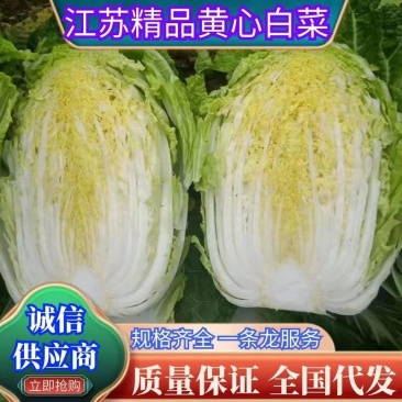 江苏白菜精品黄心白菜产地直发一手货源全国发货协助找车
