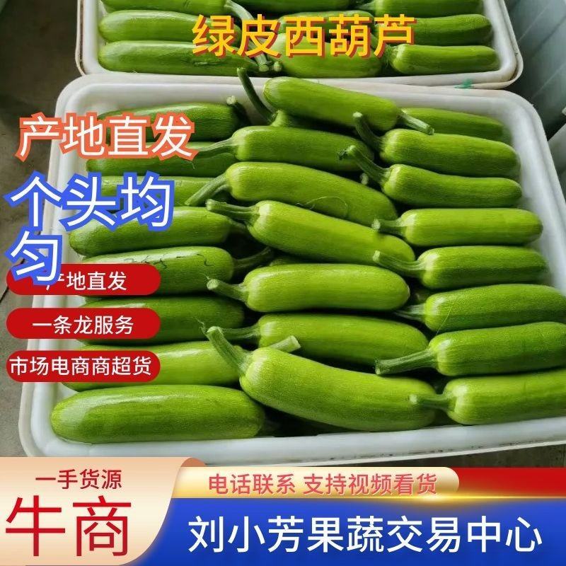 费县绿皮西葫芦现已大量上市，瓜条均匀，颜色绿